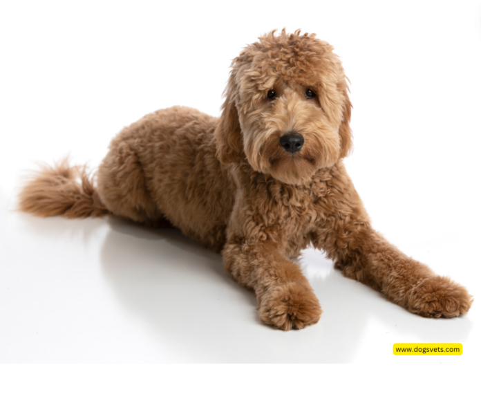 Finding a Reputable and Responsible Goldendoodle Breeder in Houston